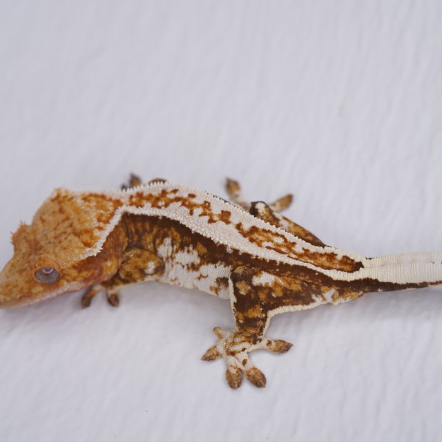 핀스트라이프 트라이