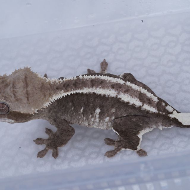 아잔틱