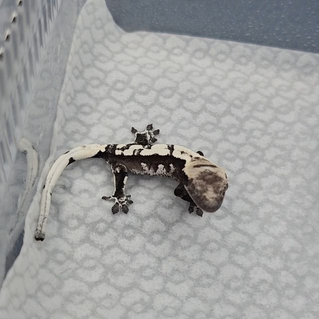 아잔틱