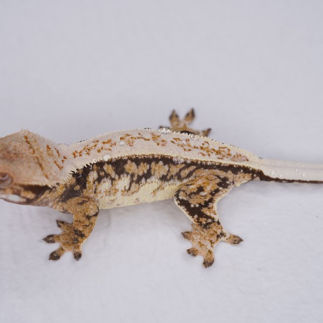 핀스트라이프 트라이