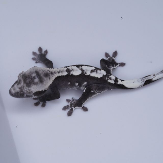 아잔틱