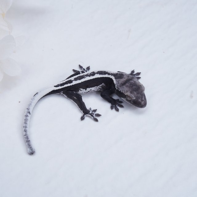 슈퍼스트라이프 아잔틱