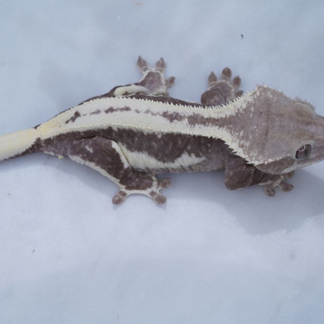 릴잔틱