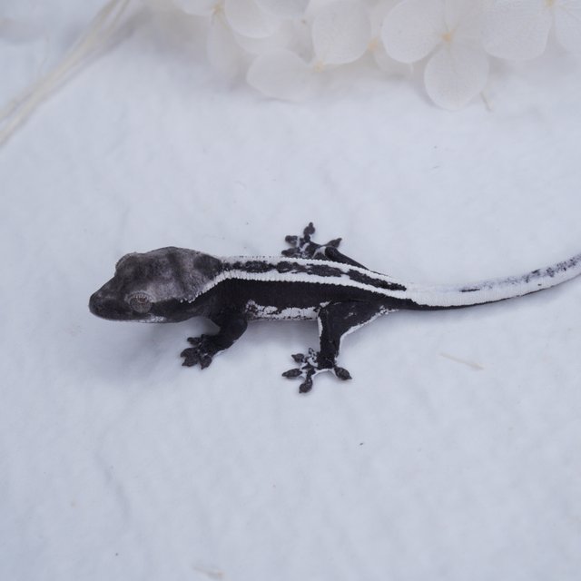 슈퍼스트라이프 아잔틱