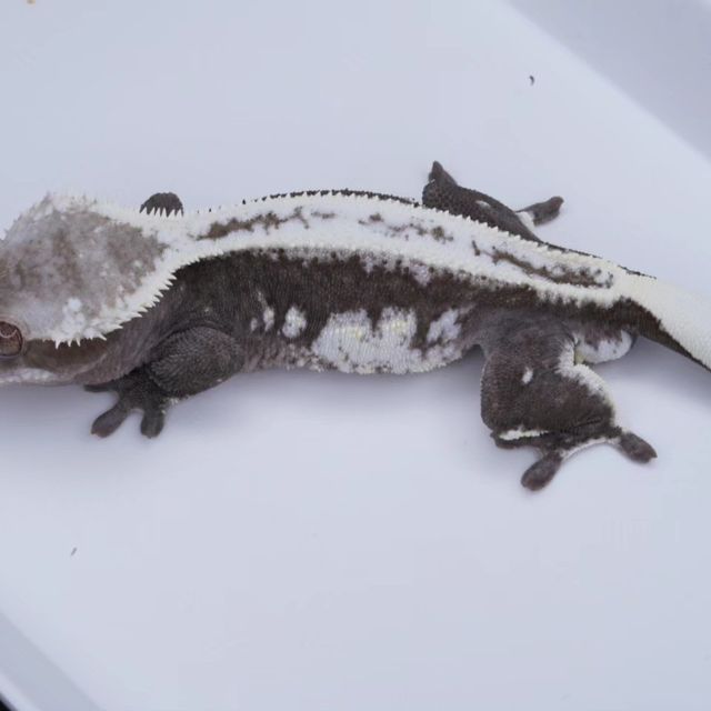 아잔틱
