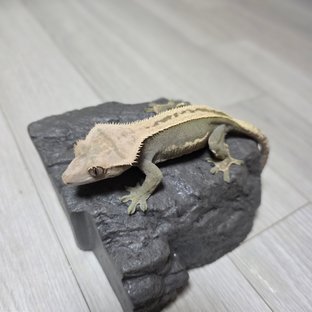 노멀