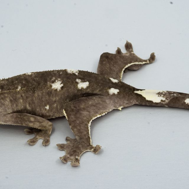 아잔틱