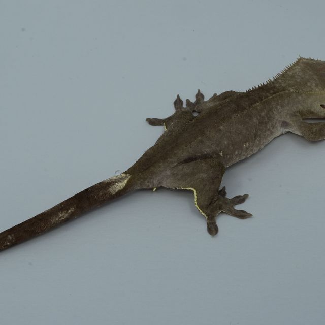 아잔틱