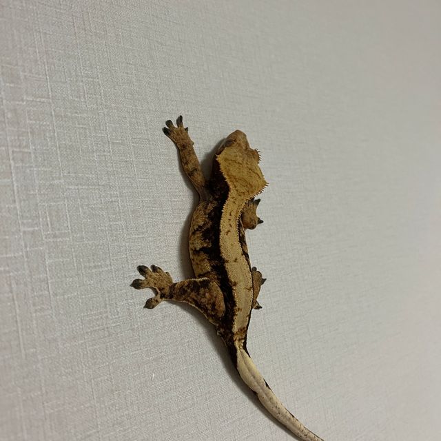 트라이 익스트림할리퀸