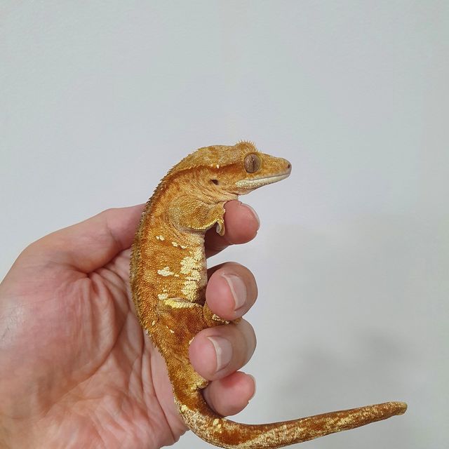 스트로베리