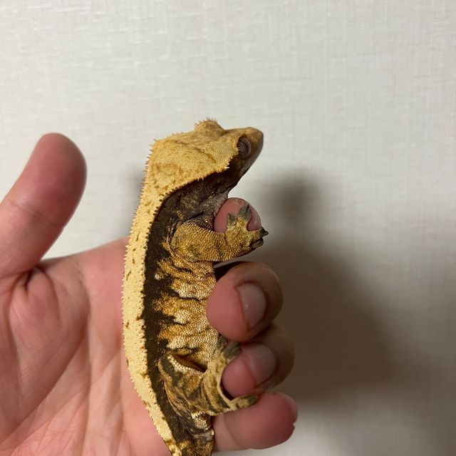 트라이 익스트림할리퀸