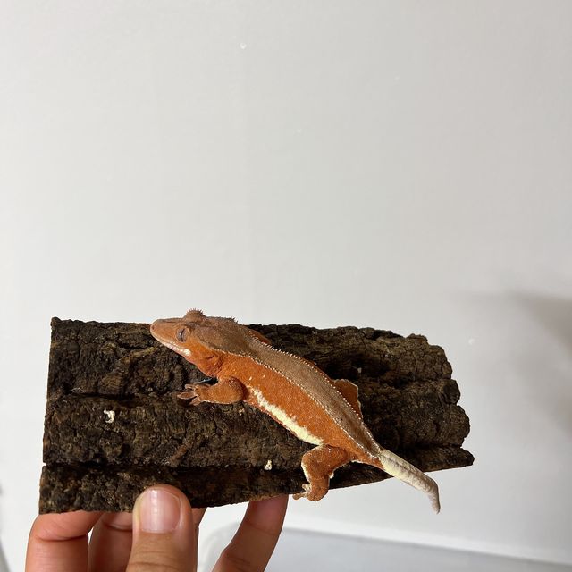 레드 팬텀 릴리화이트
