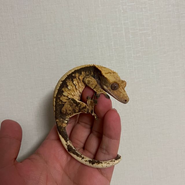 트라이 익스트림할리퀸