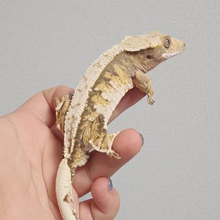 노멀 트라이