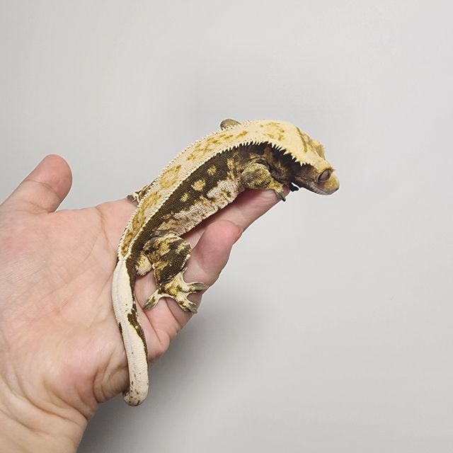 노멀 풀핀 쿼드