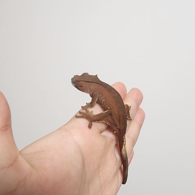 노멀 풀핀 쿼드