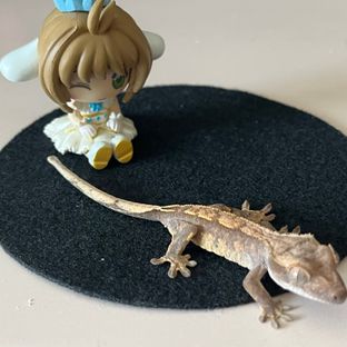노멀