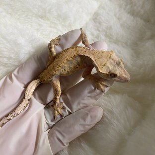 트라이 익스트림할리퀸