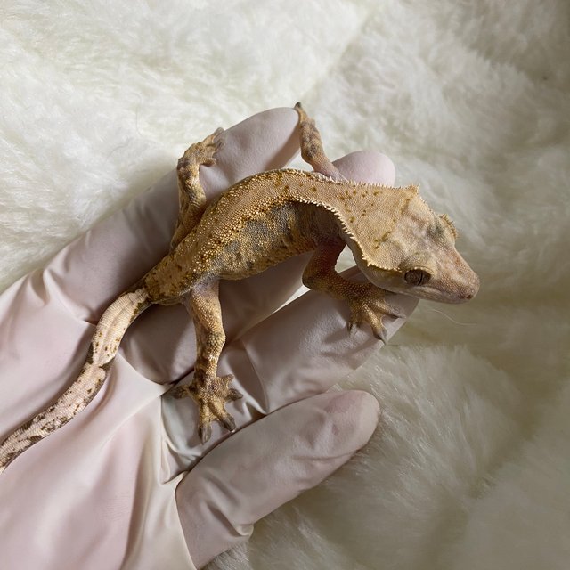 트라이 익스트림할리퀸