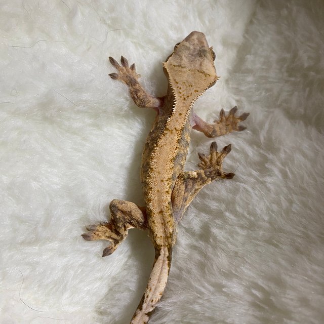 트라이 익스트림할리퀸