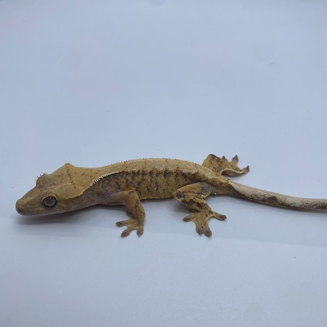 노멀 트라이 익스트림할리퀸