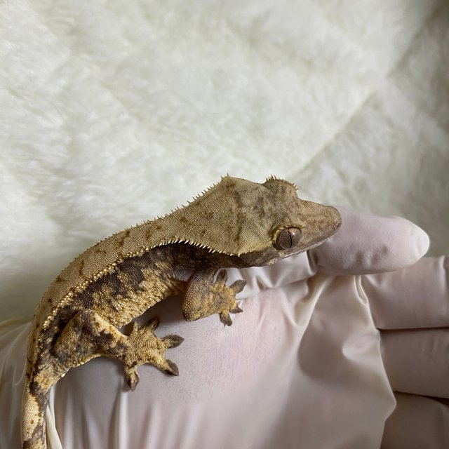 트라이 익스트림할리퀸