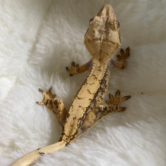 트라이 익스트림할리퀸