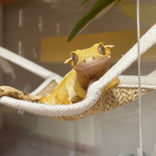 옐로우 크림시클