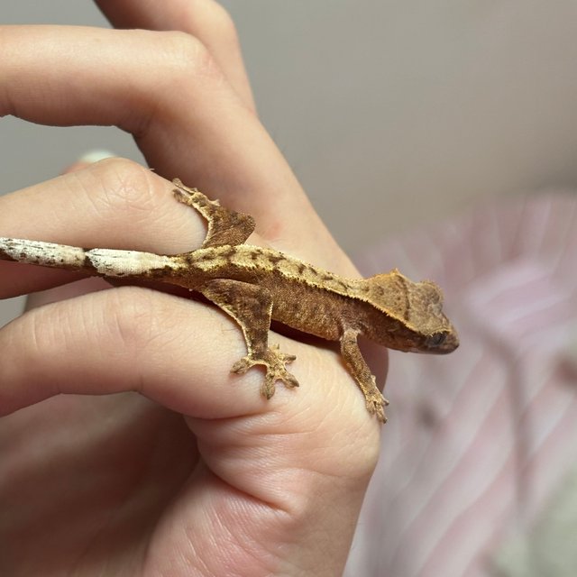 옐로우 크림시클