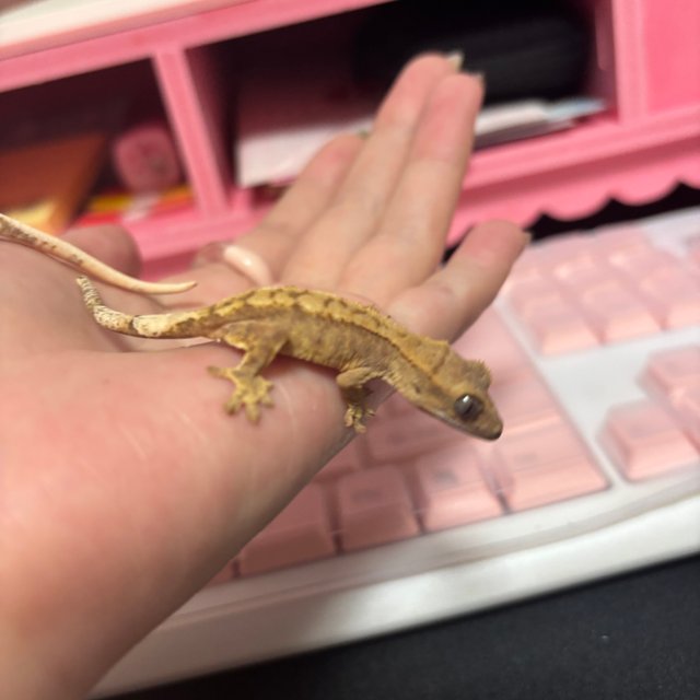 옐로우 크림시클