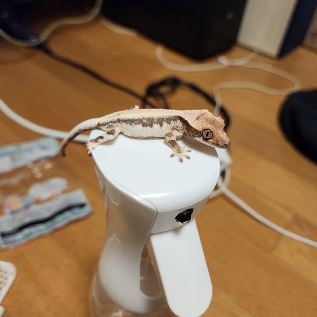 릴리 세이블 100%헷아잔틱