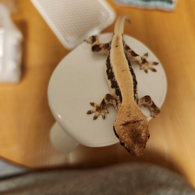 릴리 세이블 100%헷아잔틱