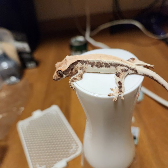 릴리 세이블 100%헷아잔틱