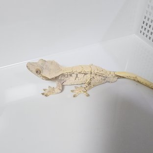 노멀 트라이 드리피 화이트스팟 화이트핀