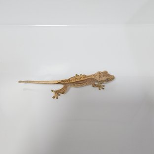 노멀 쿼드 풀핀