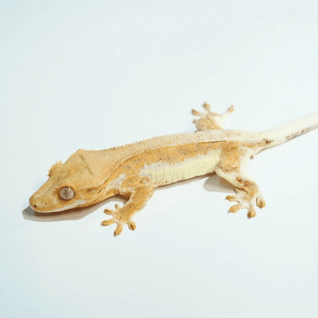 릴리화이트 팬텀 옐로우