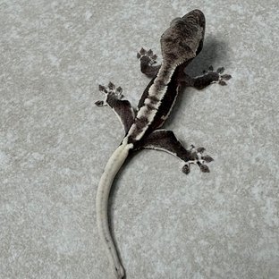릴잔틱