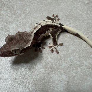 릴잔틱