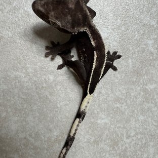 아잔틱