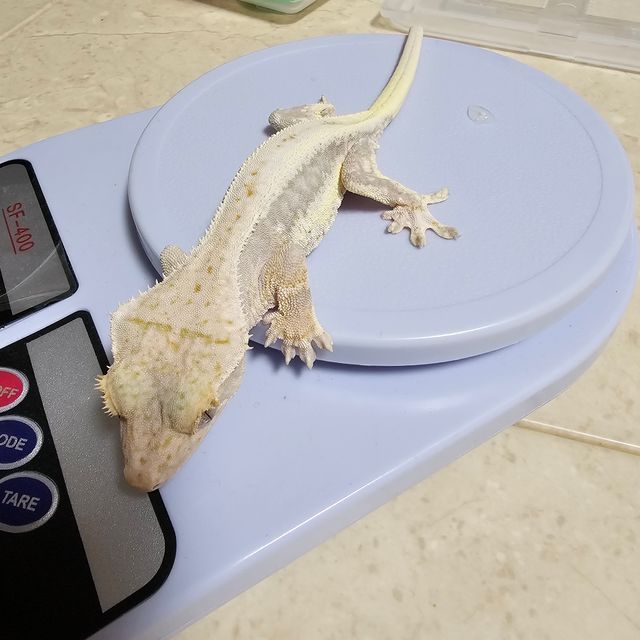 릴리100%헷아잔틱