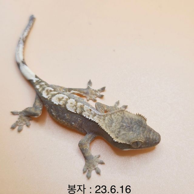 노멀 할리퀸 익스트림할리퀸 핀스트라이프