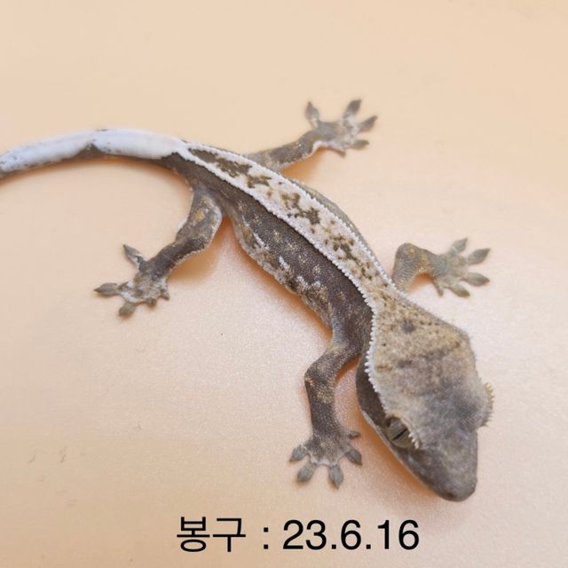 노멀 할리퀸 익스트림할리퀸 옐로우