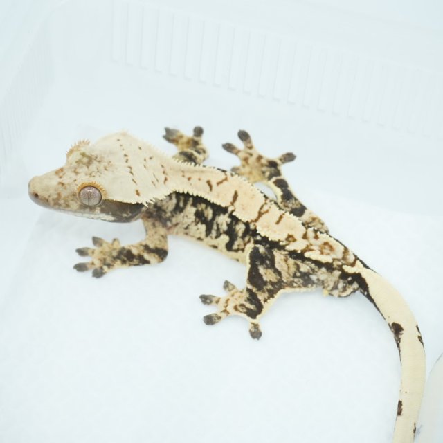 노멀 익스트림할리퀸 할리퀸 화이트스팟 트라이