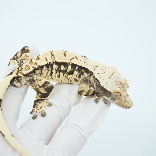 노멀 익스트림할리퀸 할리퀸 화이트스팟 트라이