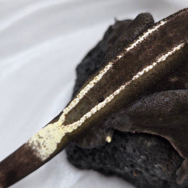 아잔틱 풀핀 화이트핀 다크 블랙