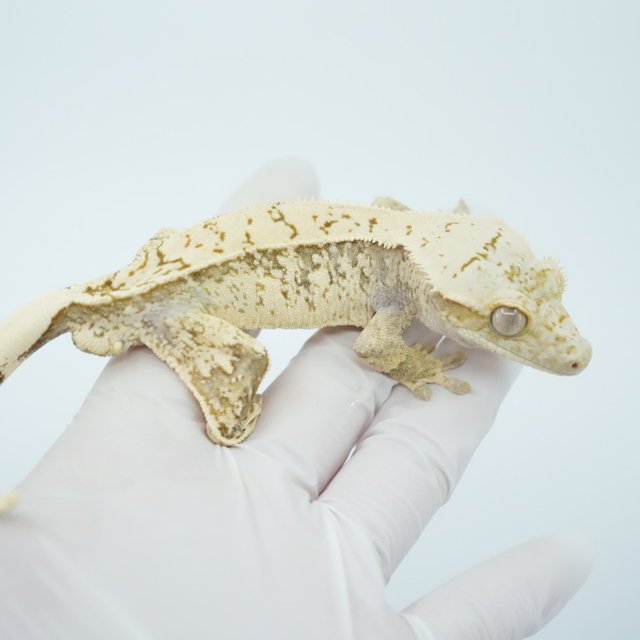 노멀 화이트스팟 쿼드 화이트