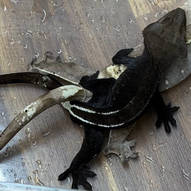 아잔틱 풀핀 화이트핀 다크 블랙