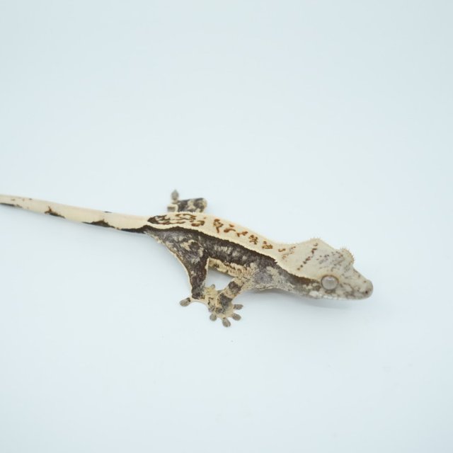 100%헷아잔틱 노멀 풀핀 쿼드