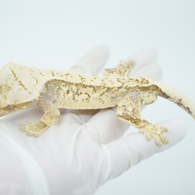 노멀 화이트스팟 쿼드 화이트