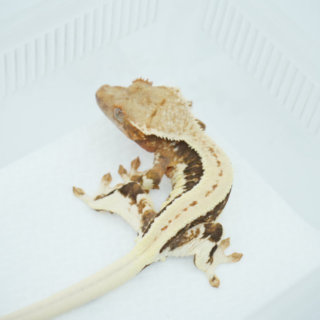 릴리100%헷아잔틱